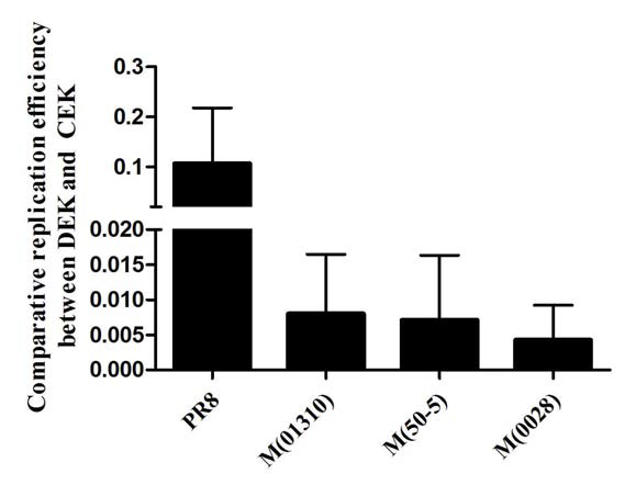 M 유전자 치환 재조합 PR8 바이러스의 DEK/CEK 상대증식성 비교