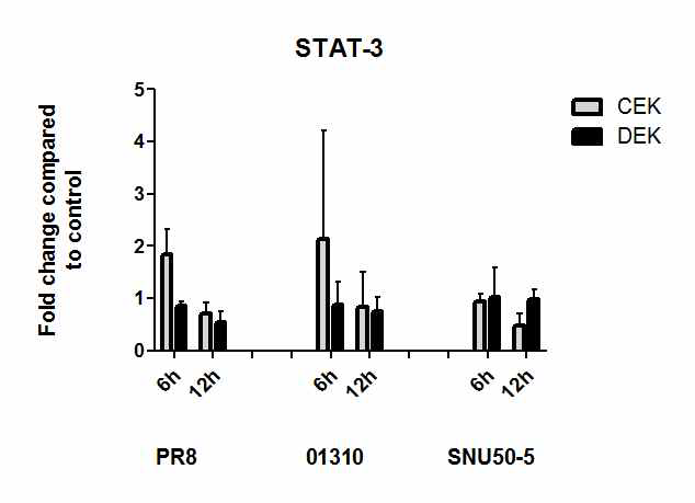 CEK, DEK에서의 바이러스 감염 후 시간대별 STAT-3 발현량 비교
