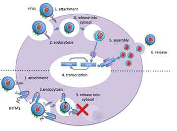 Schematic depicting the stage during the viral replication cycle targeted by IFITM-3