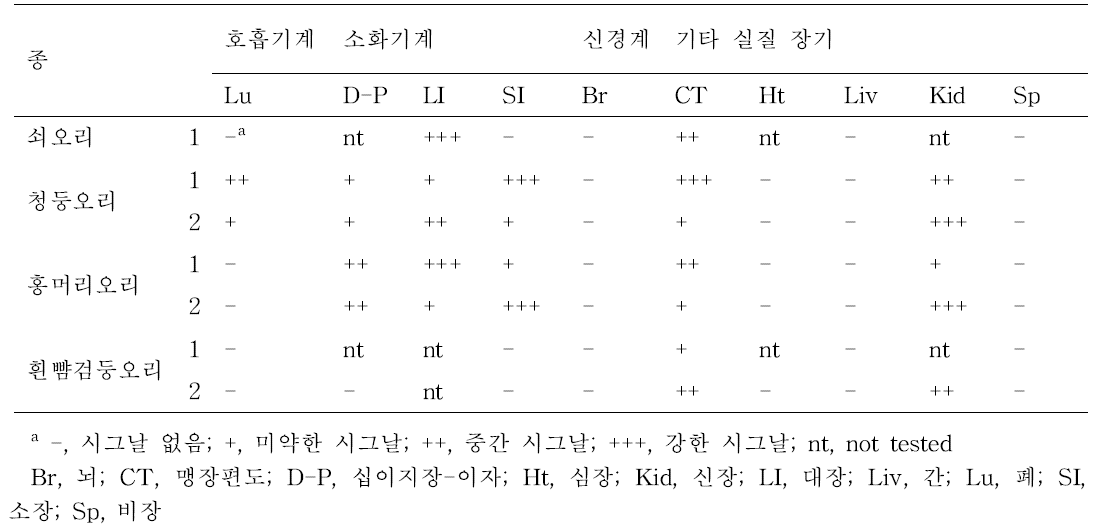 조직 내 조류 인플루엔자 수용체 발현 결과.