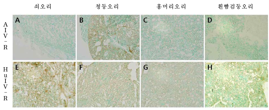 폐에서 인플루엔자 수용체 발현 확인.