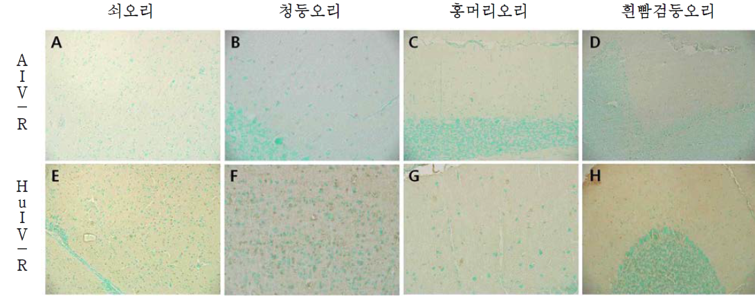 뇌에서 인플루엔자 수용체 발현 확인.