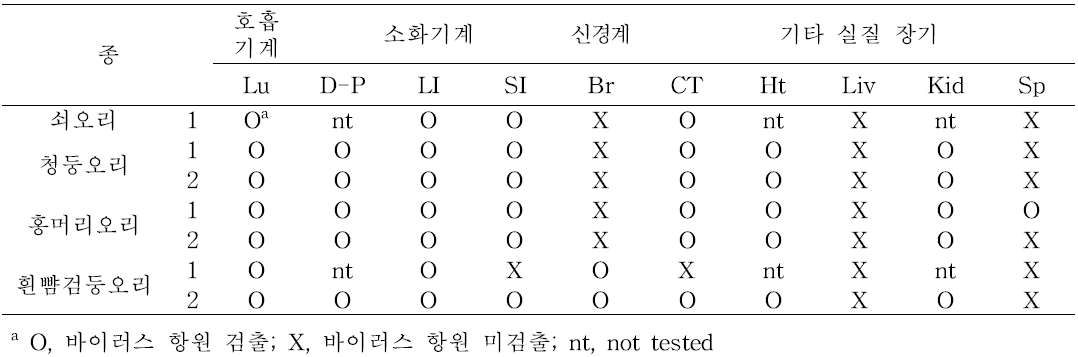 조직내 인플루엔자 바이러스 항원 검출 결과.