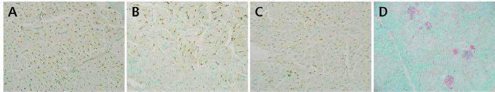 H5N1 공격 접종 후 심장 (A-C)과 비장 (D)의 면역조직화학염색 결과.