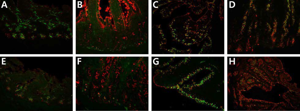맹장편도(A-D)와 대장(E-H)에서 조류 인플루엔자 수용체(red)와 인플루엔자 바이러스(green)의 이중형광염색 결과