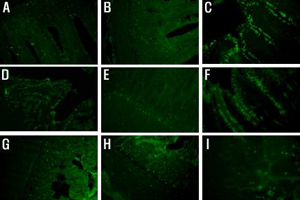 소장(A-C), 대장(D-F), 십이지장/이자(G-I)에서 조류 인플루엔자 수용체의 형광면역염 색 결과.