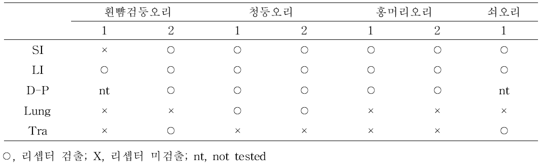 면역형광염색을 통한 조류인플루엔자 바이러스 수용체 발현 여부