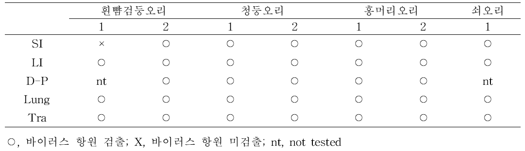 면역형광염색을 통한 고병원성 조류인플루엔자 바이러스 감염 검출