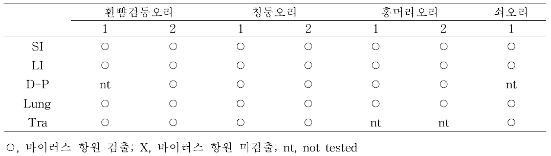 기존 연구 결과 중 DAB를 이용한 고병원성 조류인플루엔자 바이러스 감염 검출