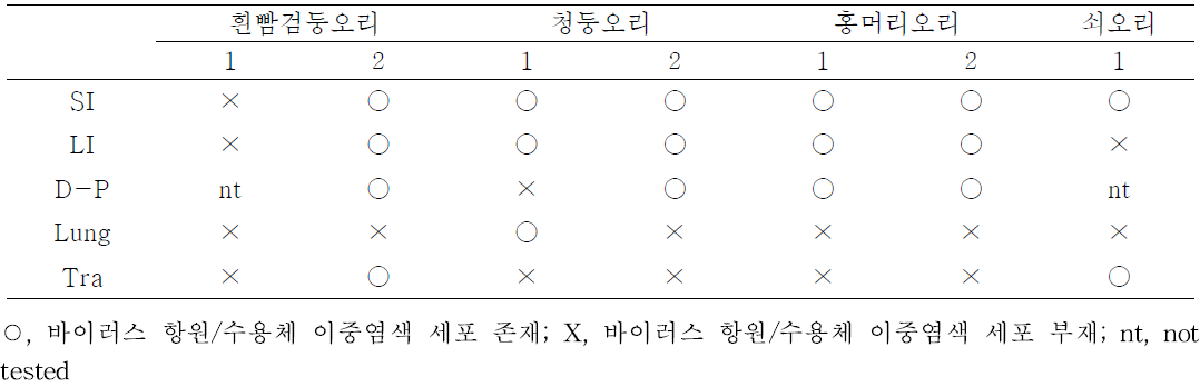 조류인플루엔자 바이러스 수용체와 고병원성 조류인플루엔자 바이러스에 대한 이중 면역