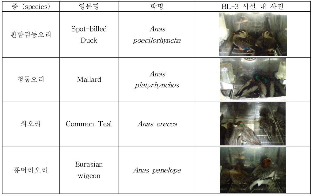 병원성 및 증식성 분석에 사용된 야생오리류.