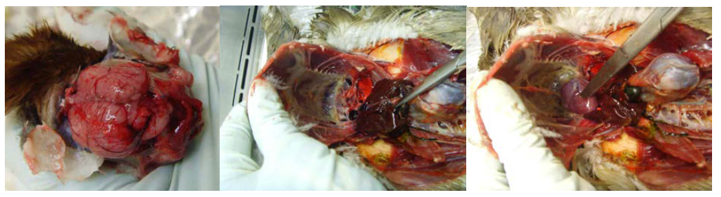 H5N1 바이러스 (clade 2.3.2) 접종 후 야생조류 부검 사진.