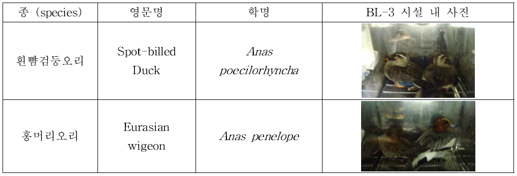 병원성 및 증식성 분석에 사용된 야생오리류