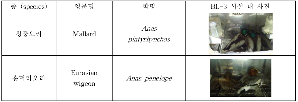 병원성 및 증식성 분석에 사용된 야생오리류.