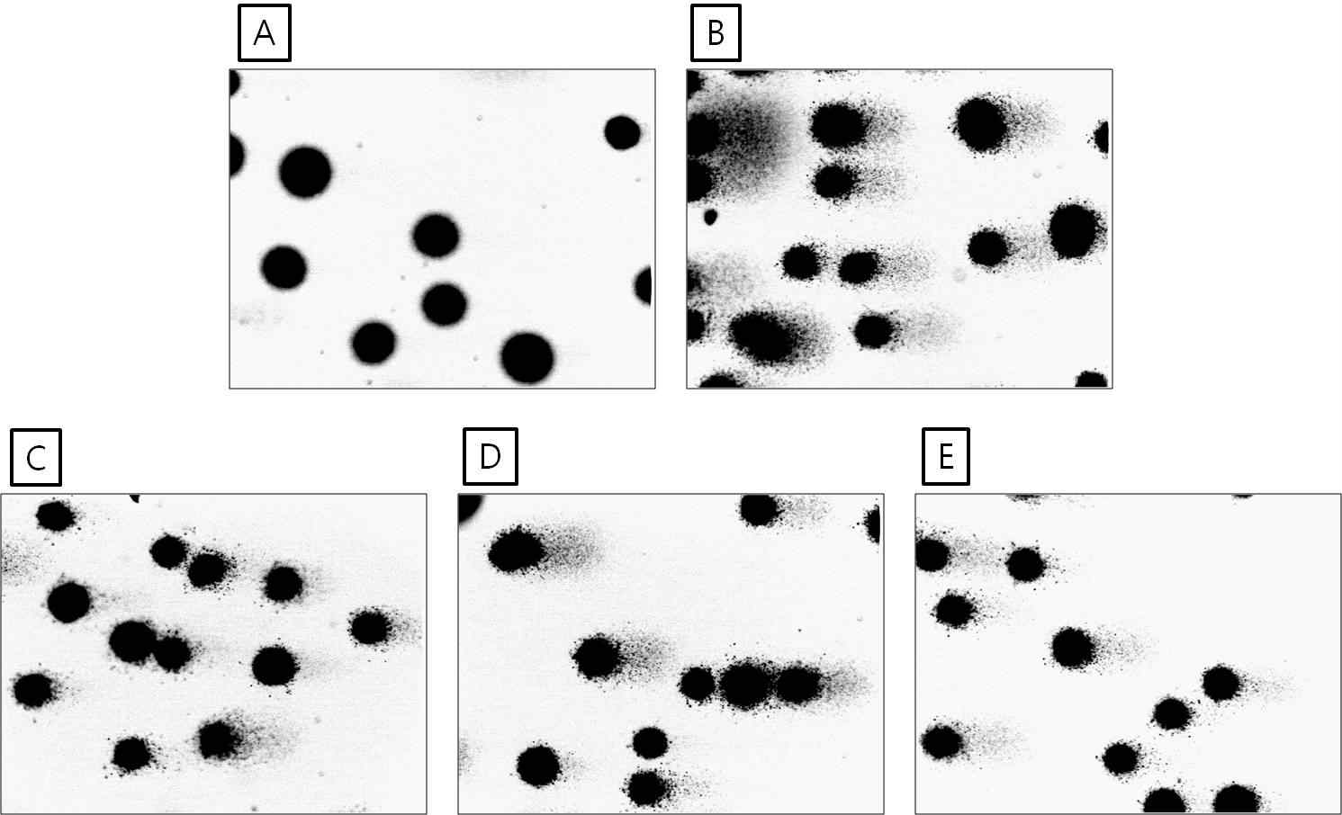 분지아미노산이 H2O2로 유도된 RAW 264.7 murine macrophages의 DNA 손상 억제에 미치는 영향