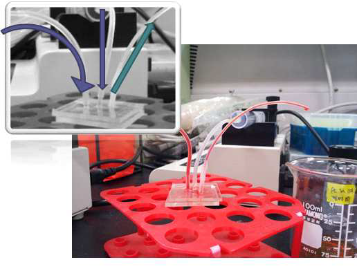 Microfluidic 기반 리포좀 제조 시스템 확립.