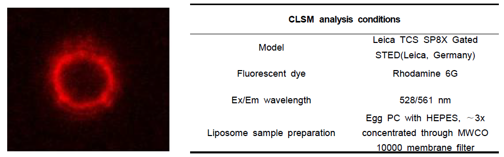 CLSM을 통한 rhodamine 6G을 통한 분지 아미노산-봉입 리포좀 형태 분석
