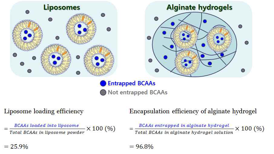 분지아미노산-봉입 리포좀의 수율 분석(a) 및 리포좀-탑재 칼슘 알지네이트 하이드로겔의 수율 분석.