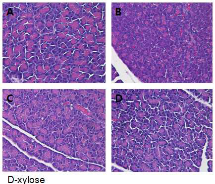 Histopathological changes in pancreas (H&E staining, ×400)