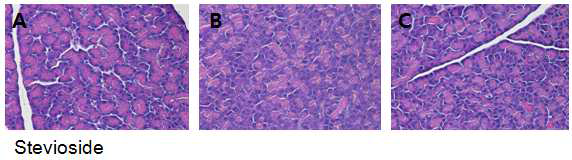 Histopathological changes in pancreas (H&E staining, ×400)