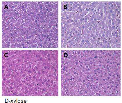 Histopathological changes in liver (H&E staining, ×400)