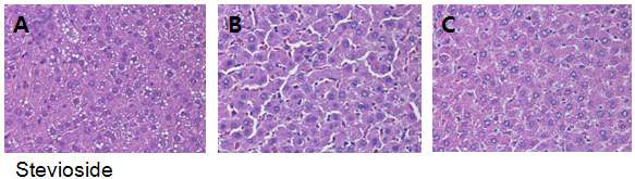 Histopathological changes in liver (H&E staining, ×400)