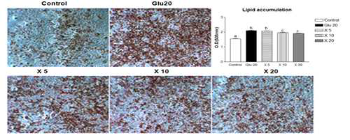 D-xylose and Stevioside reduced lipid accumulation on 3T3-L1 cells during differentiation