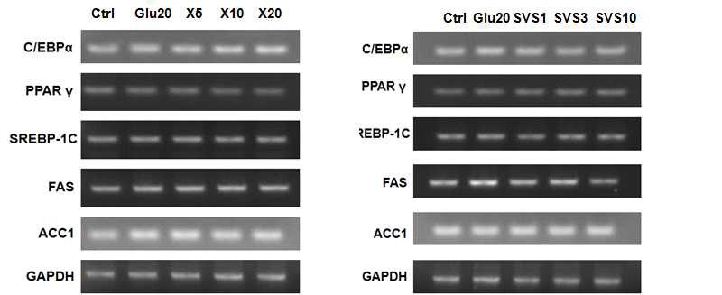 Effect of D-xylose and stevioside on mRNA expressions of C/EBPα, PPARγ, SREBP-1C, FAS and ACC1 in 3T3-L1.