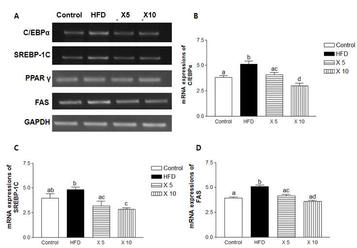 D-xylose down-regulates mRNA expression of C/EBPα, SREBP-1C, PPARγ, and FAS in high fat-induced obese mice