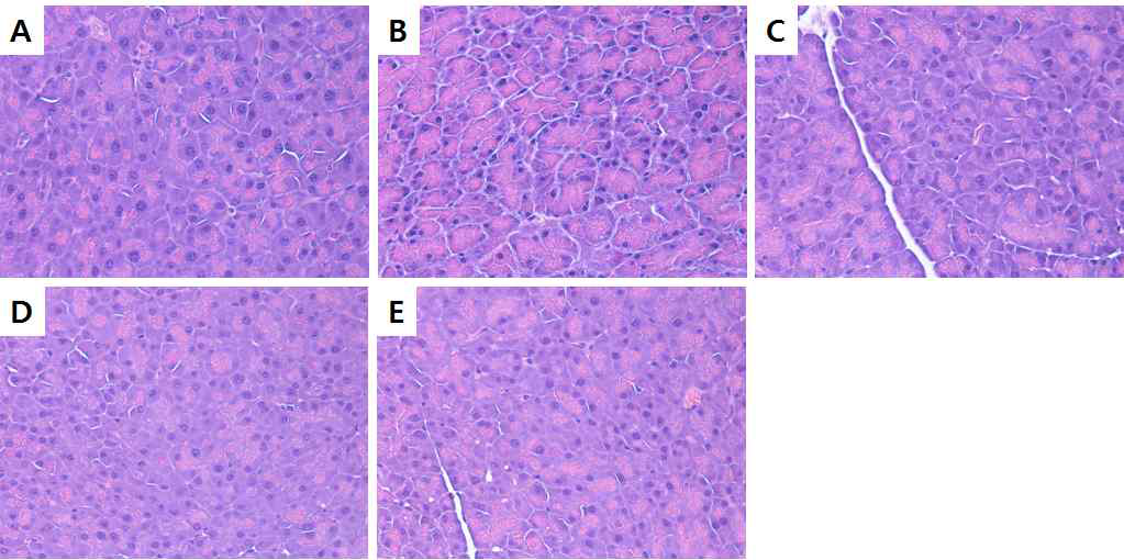 Effect of xylobiose on histopathology in mouse pancreas tissue.