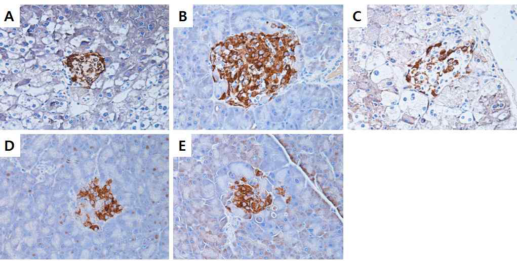 Effect of xylobiose on immunohistochemical change in mouse pancreas tissue.