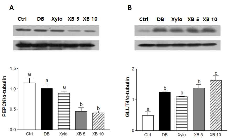 Effect of xylobiose on expression of PEPCK and GLUT4 in db/db mice.