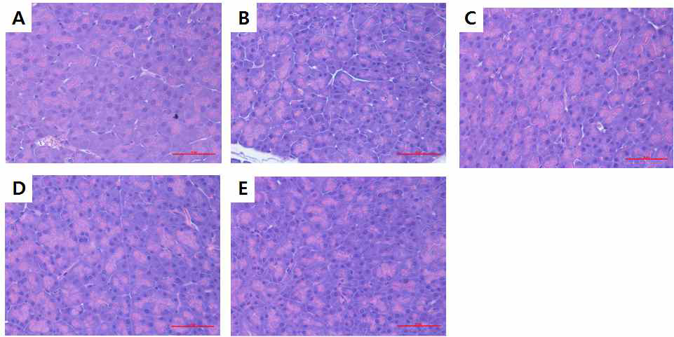 Effect of phyllodulcin on histopathology in mouse pancreas tissue.