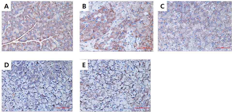 Effect of phyllodulcin on immunohistochemical change in mouse pancreas tissue (400X).