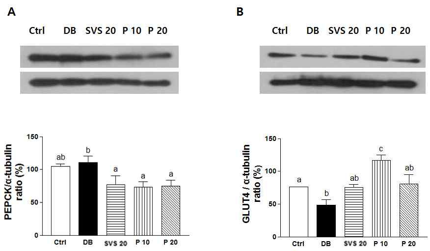 Effect of phyllodulcin on expression of PEPCK and GLUT4 in db/db mice.
