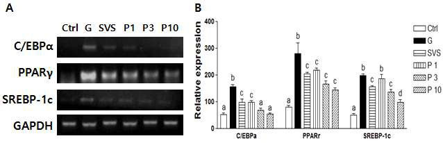 Effect of phyllodulcin on lipogenesis mRNA levels of C/EBPα, PPARγ, and SREBP-1c in 3T3-L1 cell