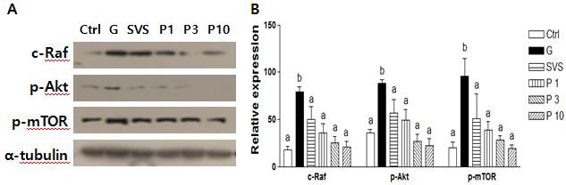 Effect of phyllodulcin on c-Raf signaling protein levels of c-Raf, p-Akt, p-mTORin 3T3-L1 cell