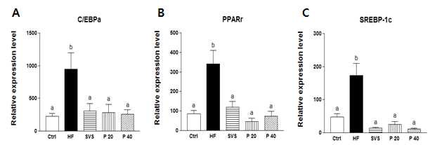 Effect of phyllodulcin on lipogenesis in subcutaneouse fat in high fat-induced obese mice