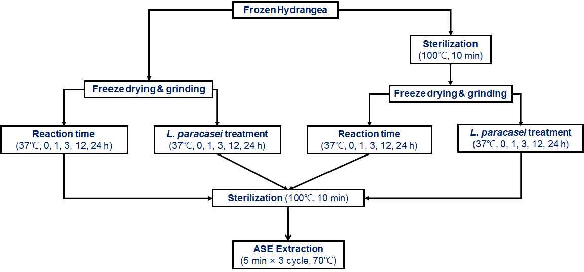 Fermentation process using lactic acid bacteria for producing phyllodulcin.