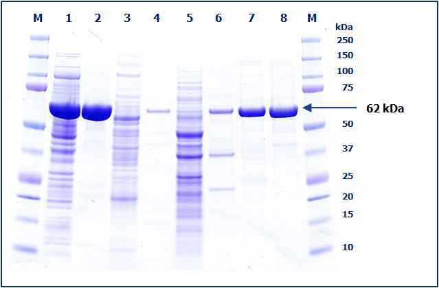 SDS-PAGE of β-xylosidase from recombinant cells, size marker(M), cell extract of TS01 (lane 1), purified β-xylosidase from TS01 (lane 2), cell extract of B01 (lane 3), purified β-xylosidase from B01 (lane 4), cell extract of Y01 (lane 5), purified β -xylosidase from Y01 (lane 6), β-xylosidase from Megazyme E-BXSEBP (lane 7), β -xylosidase from Megazyme E-BXSR (lane 8).