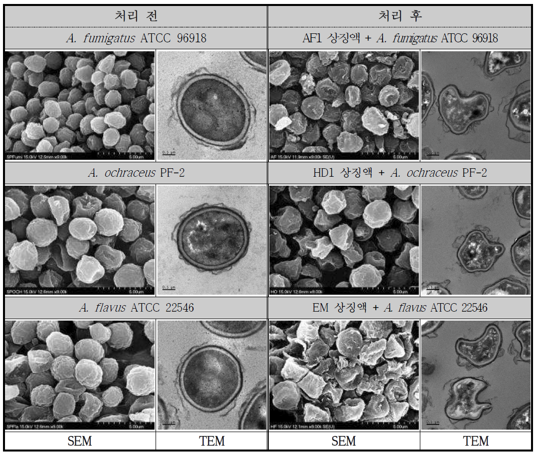 천연항균물질 처리에 의한 식중독/부패 곰팡이 생육 저해 효과 SEM/TEM 관찰