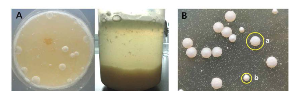 30℃ 저장 9일차 생막걸리(무처리구)의 표면(A)과 이로부터 분리된 효모 2종