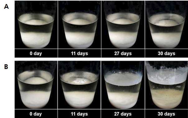 10℃ 저장 기간에 따른 생막걸리의 표면 관찰