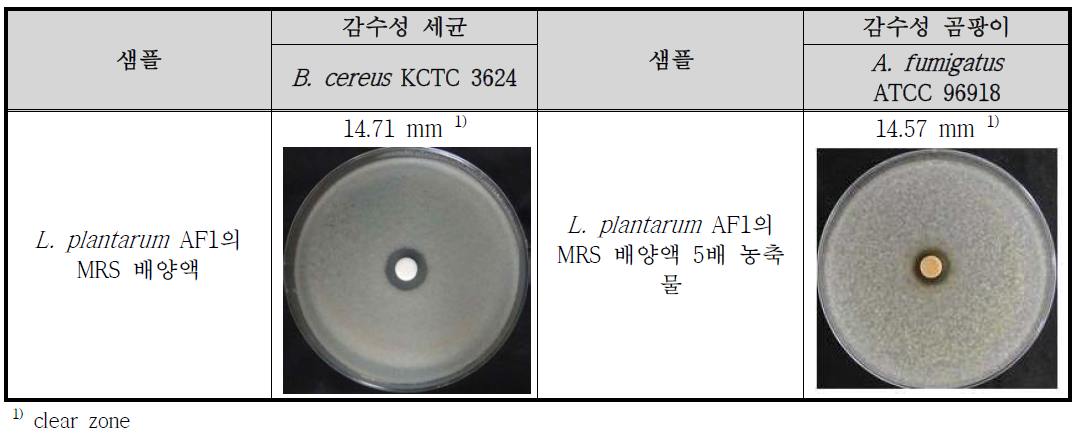 Lb. plantarum AF1의 항균활성(항세균/항진균) 결과
