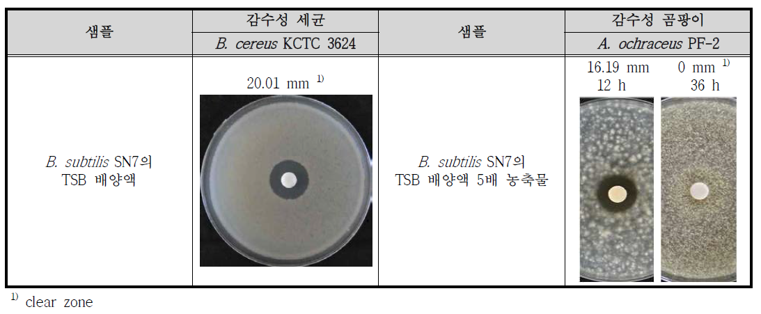 B. subtilis SN7의 항균활성(항세균/항진균) 결과