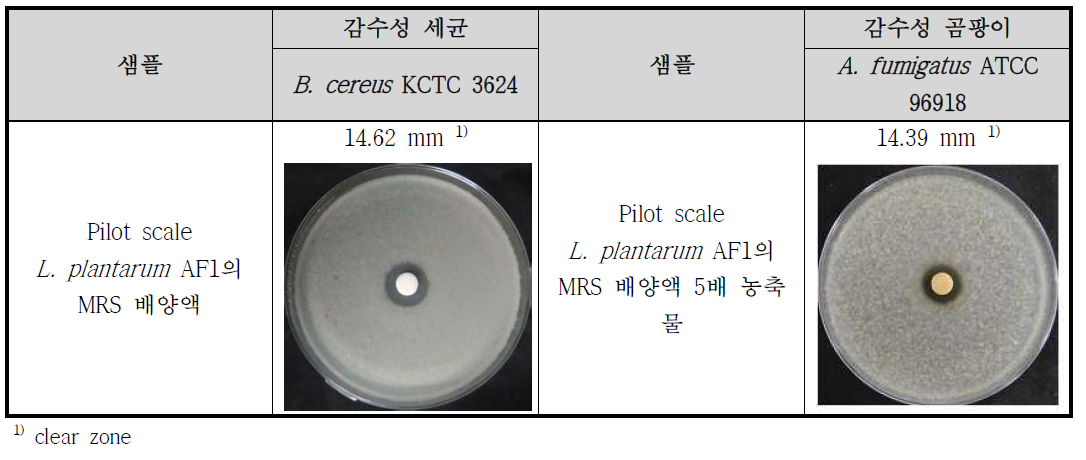 Pilot scale L. plantarumAF1의 항균활성(항세균/항진균) 결과