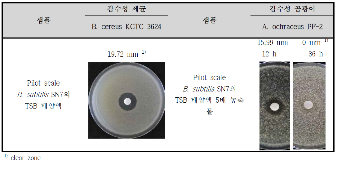 Pilot scale B. subtilis SN7의 항균활성(항세균/항진균) 결과