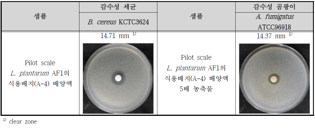 Pilot scale Lb. plantarum AF1의 항균활성(항세균/항진균) 결과