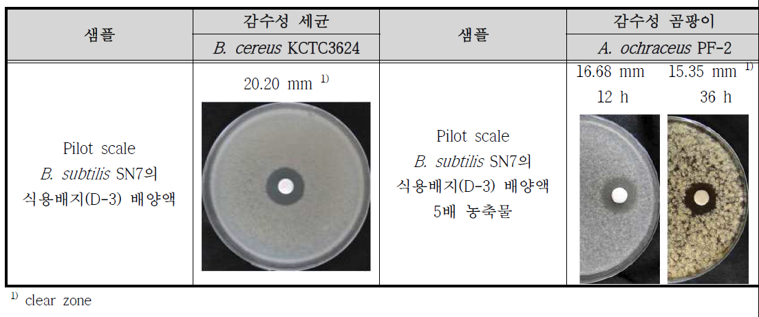 Pilot scale B. subtilis SN7의 항균활성(항세균/항진균) 결과