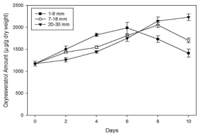 상지의 절편크기에 따른 oxyresveratrol 역가변화.